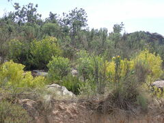 Leucospermum cuneiforme
