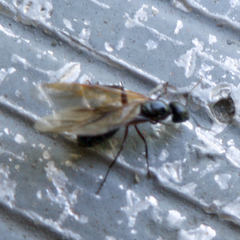 Camponotus