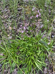 Stylidium crassifolium