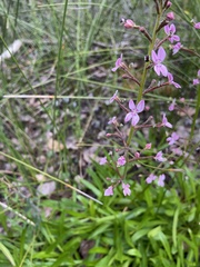 Stylidium crassifolium