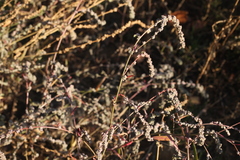 Atriplex oblongifolia