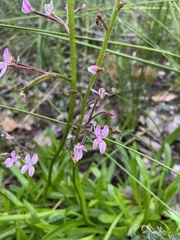 Stylidium crassifolium