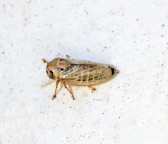 Macropsis fuscula