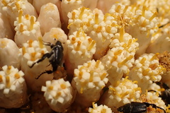 Syncarpha milleflora