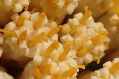 Syncarpha milleflora