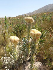 Syncarpha milleflora