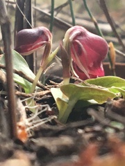 Corybas unguiculatus
