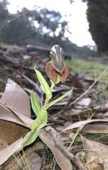 Pterostylis sanguinea
