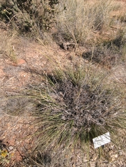 Sporobolus airoides