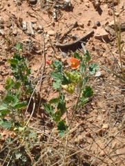 Sphaeralcea ambigua