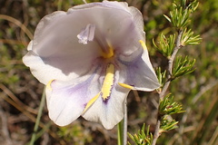 Gladiolus patersoniae