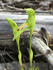 Pterostylis plumosa