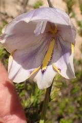 Gladiolus patersoniae