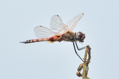 Tramea basilaris