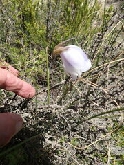 Gladiolus patersoniae