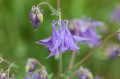 Aquilegia vulgaris