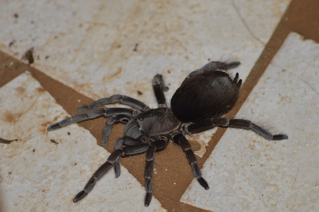 Pterinopelma longisternale