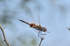 Tramea basilaris