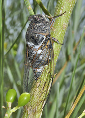 Lyristes plebejus