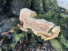 Vanderbylia robiniophila