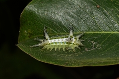 Limacodinae