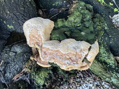 Vanderbylia robiniophila