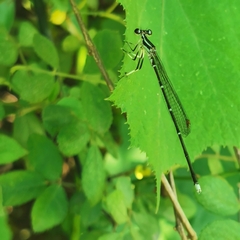 Pseudocopera ciliata