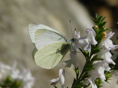 Pieris ergane