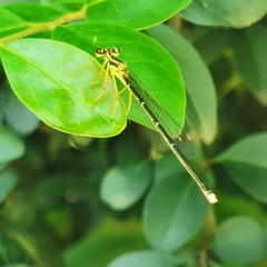 Pseudocopera ciliata