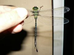 Gynacantha basiguttata