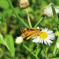 Ampittia dioscorides
