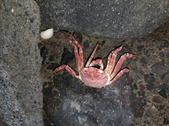 Grapsus albolineatus