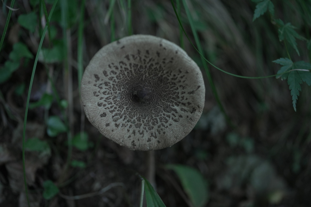 Macrolepiota procera · October 2022 · photo: © munenori_yamakawa (iNaturalist, cc-by)