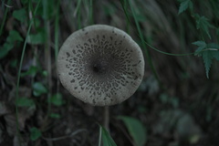 カラカサタケ