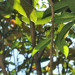 Pseudothemis zonata