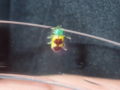 Chalcolampra marmorata