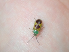 Chalcolampra marmorata