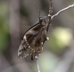 Papilio epiphorbas