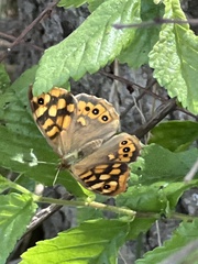 Pararge aegeria aegeria