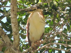 Nycticorax caledonicus
