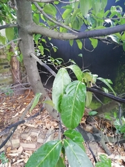 Prunus laurocerasus