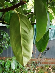 Prunus laurocerasus