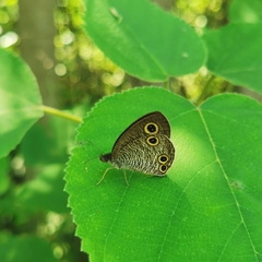 Ypthima multistriata