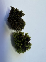 Nyholmiella gymnostoma