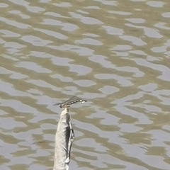 Sinictinogomphus clavatus