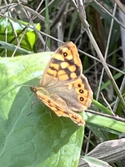 Pararge aegeria aegeria