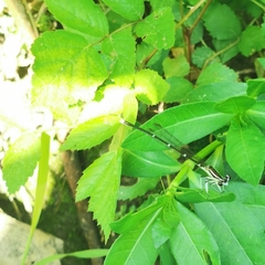 Pseudocopera ciliata