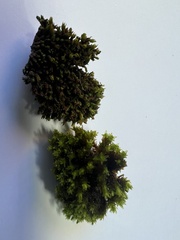 Nyholmiella gymnostoma