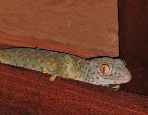 Gecko