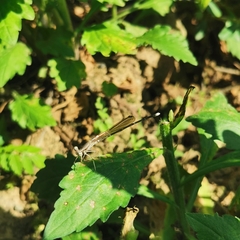 Pseudocopera ciliata